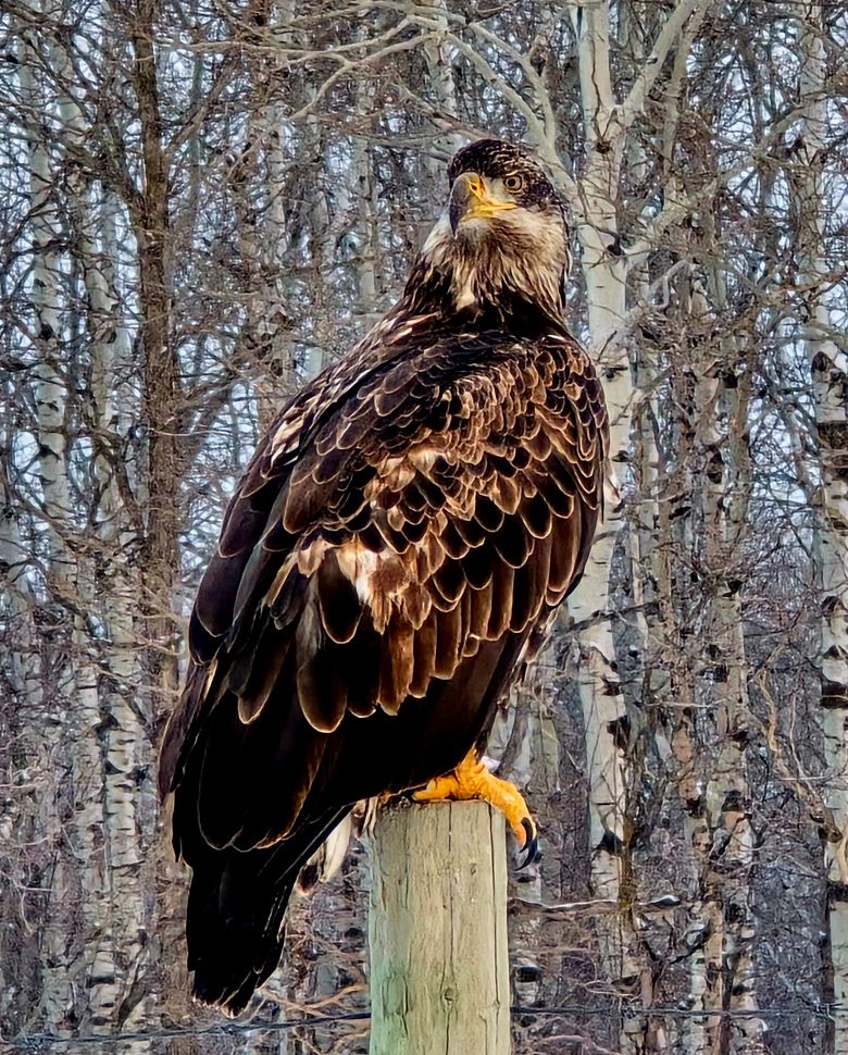 Photograph taken by Sandee Klassen Erickson of a young eagle. 
